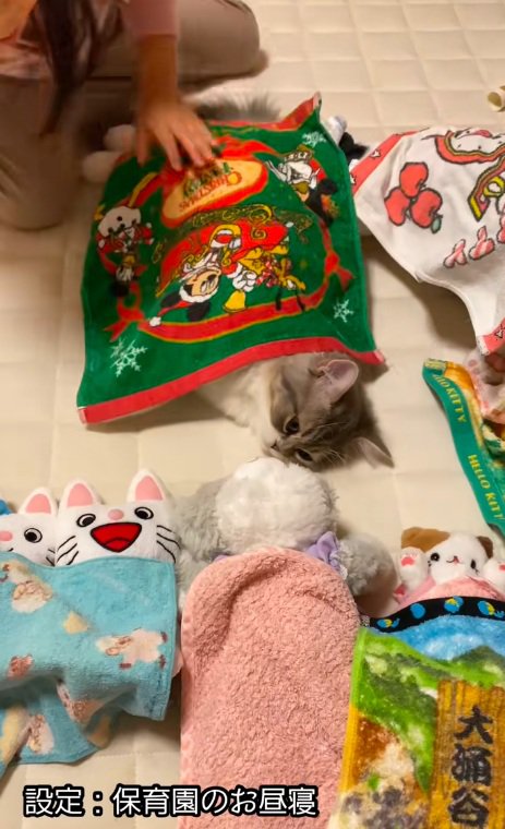 ぬいぐるみといっしょに寝ているスコティッシュフォールド
