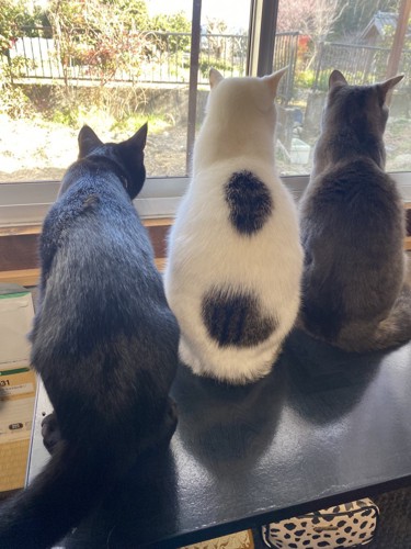 外を見る3匹の猫