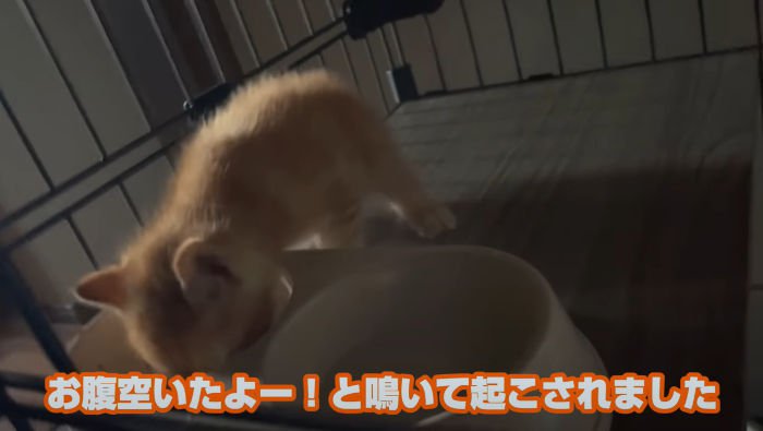 ご飯を食べる子猫