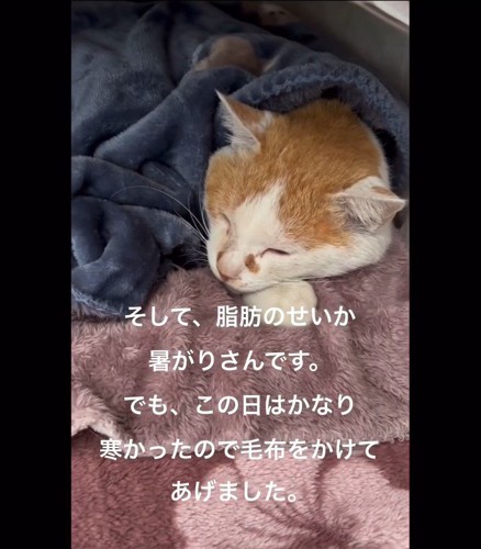 毛布をかけた猫