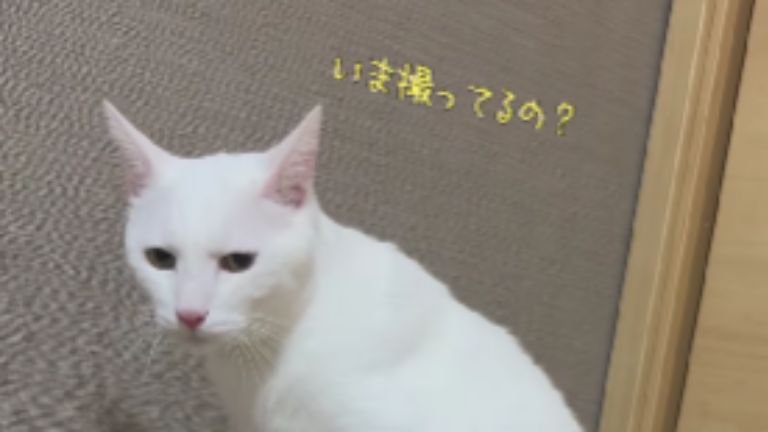 トイレにいる猫