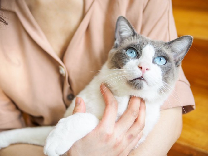 女性に抱っこされている猫