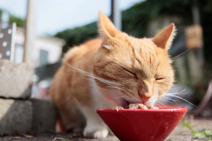 手作りごはんをむさぼる猫