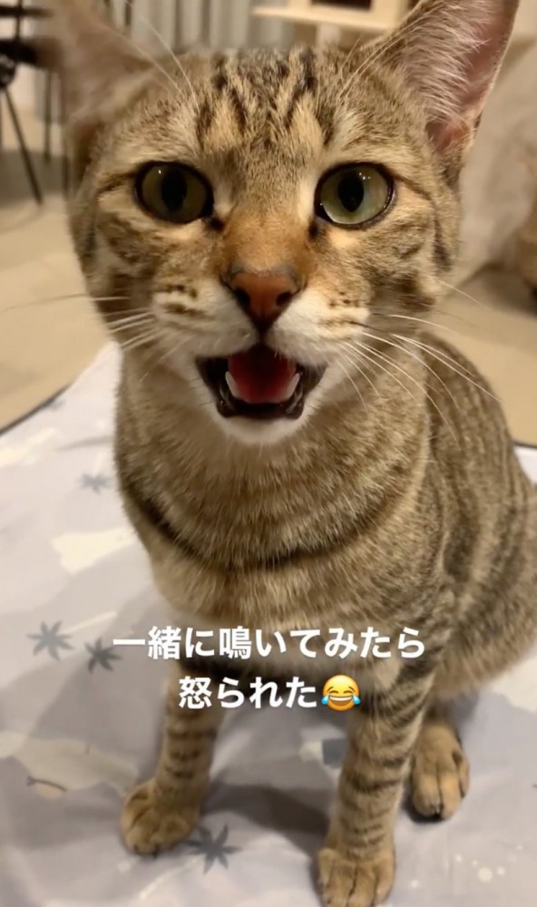 強めに鳴く猫