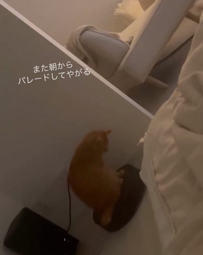 掃除機ロボットの電源をつける猫