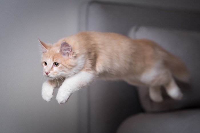 走り回る猫