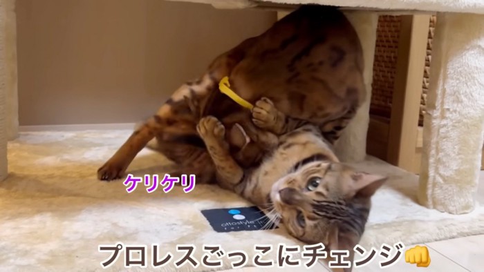 プロレスをする2匹の猫