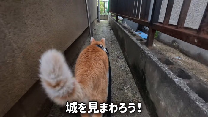 歩く猫の後ろ姿