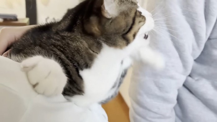 ママに抱っこされるキジ白猫