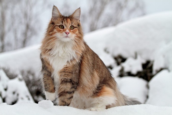 遠くを見つめるノルウェージャンフォレストキャット