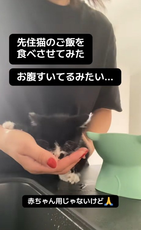 成猫用のご飯を食べるハチワレ子猫