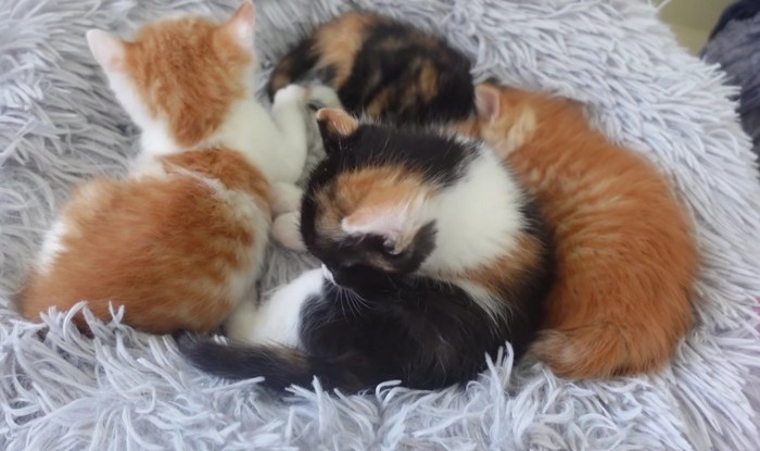 横並びで寝ていた4匹の子猫の内1匹が起き上がる様子