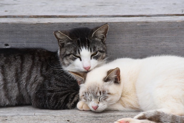 猫の集会で寝ている猫