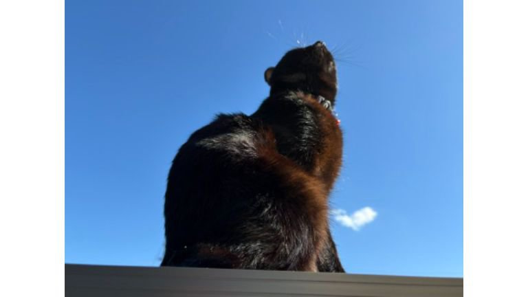 青空と猫