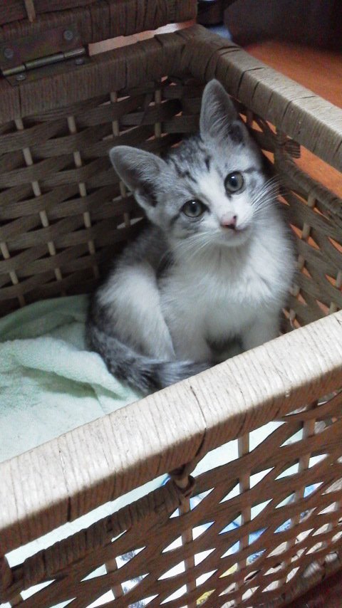 カゴの中にいる子猫