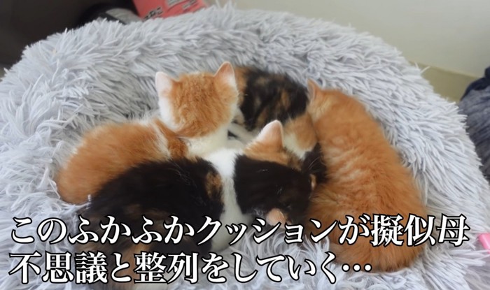 4匹の子猫が並んで寝るところを上から見た様子