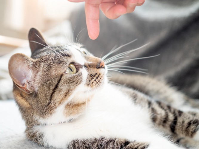 横になる猫と人の指