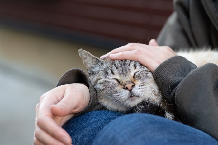 膝でくつろぐ猫