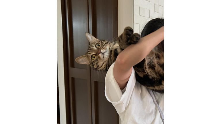 抱っこされている猫