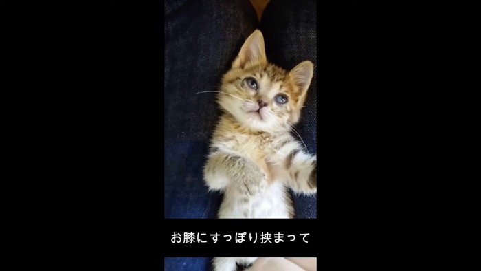 収まる猫