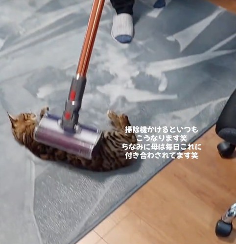 掃除機の近くで寝転ぶ猫