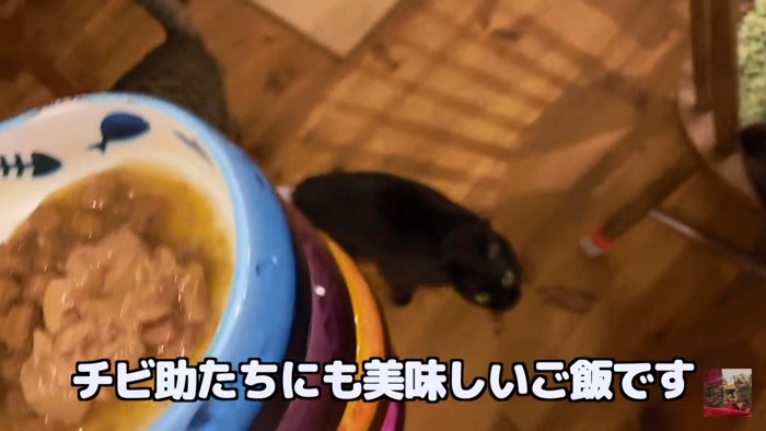 ごはんと猫たち