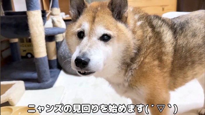 雄の柴犬