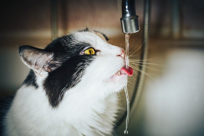 蛇口から水を飲む猫