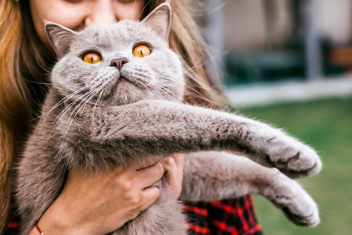 女性に抱っこされる猫