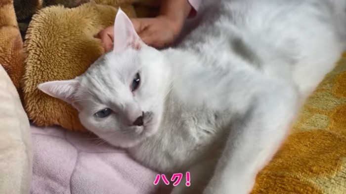 ママに呼ばれる猫