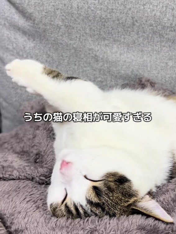 眠る猫