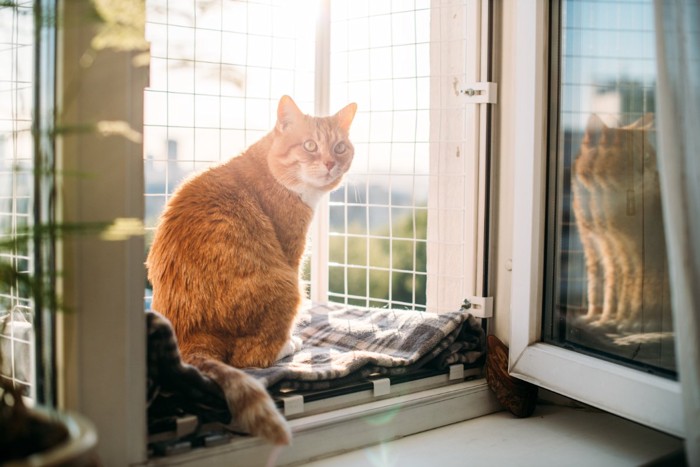 柵のある出窓で過ごす猫