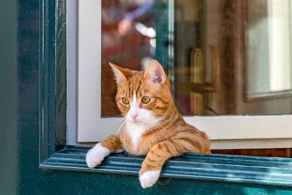 ドアから覗く猫