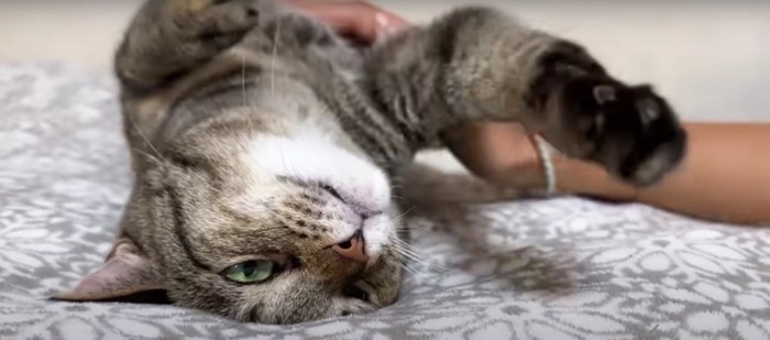 寝転んでいる猫