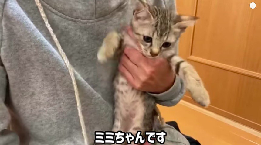 ミミちゃん