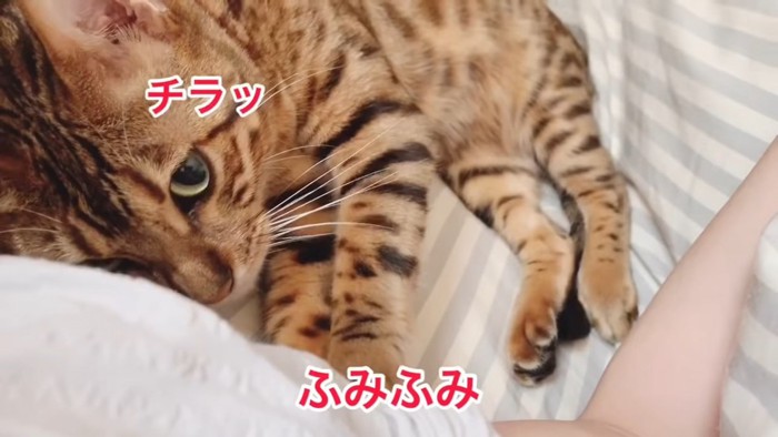 ふみふみする猫