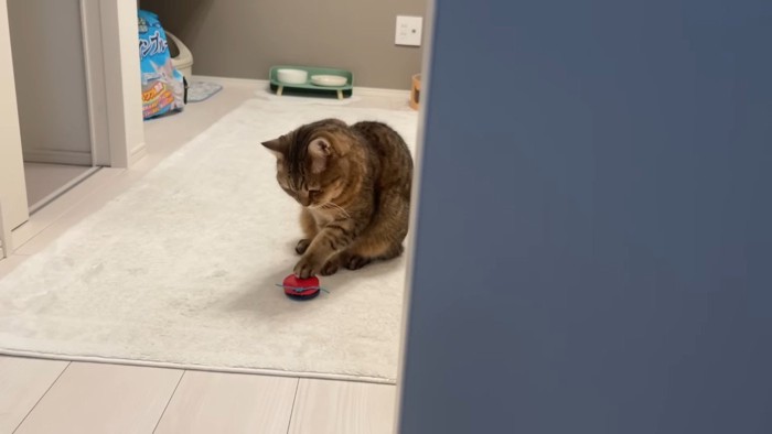 叩き中(少し遠くで)