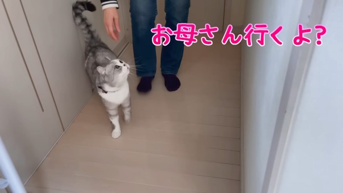 人の足もとを歩く猫