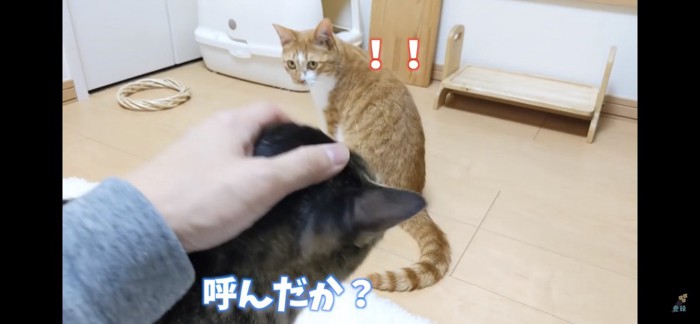 コテツくんにとられる