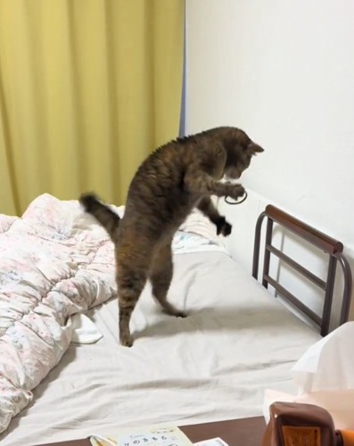 二足歩行するあめちゃん