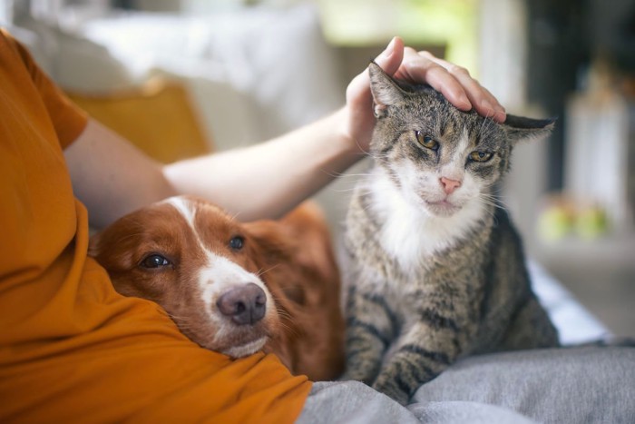 犬と猫を一緒にかわいがる飼い主