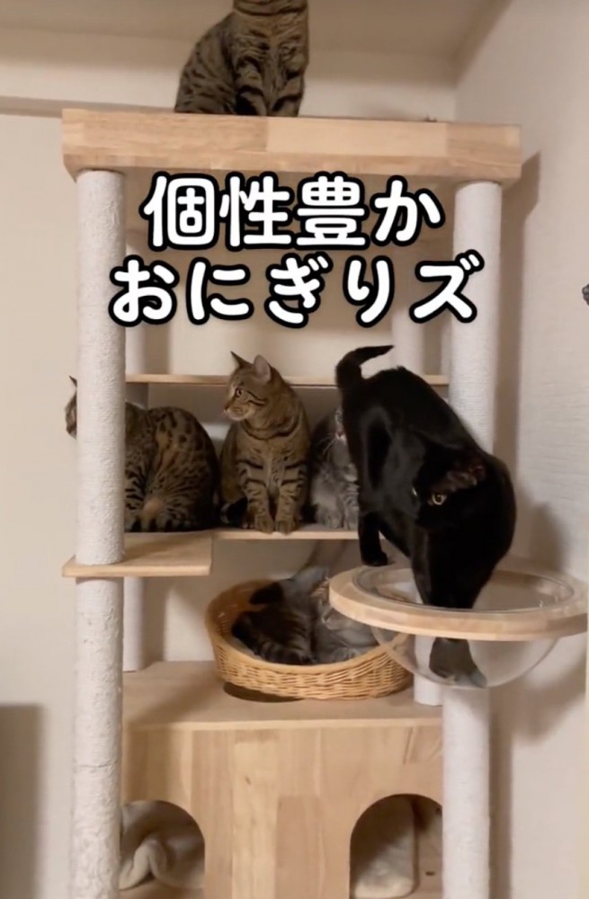 おにぎりハウス