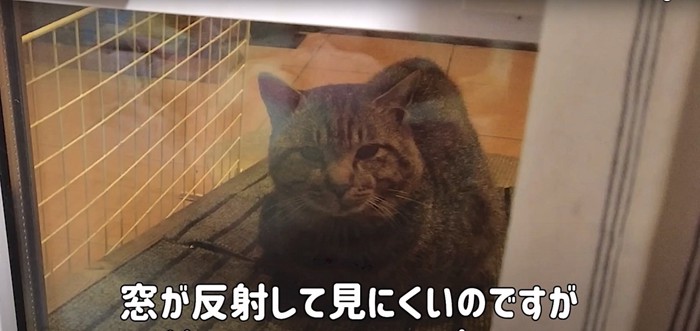 香箱座りする猫