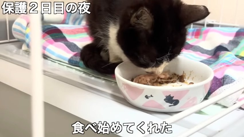 ごはんを食べる猫