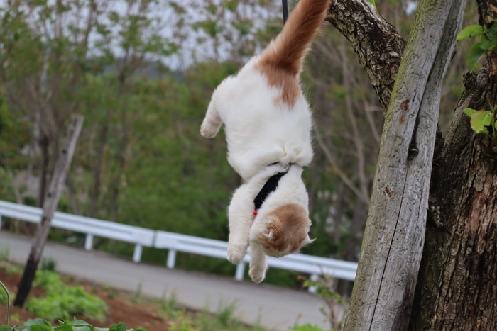 樹から降りる猫