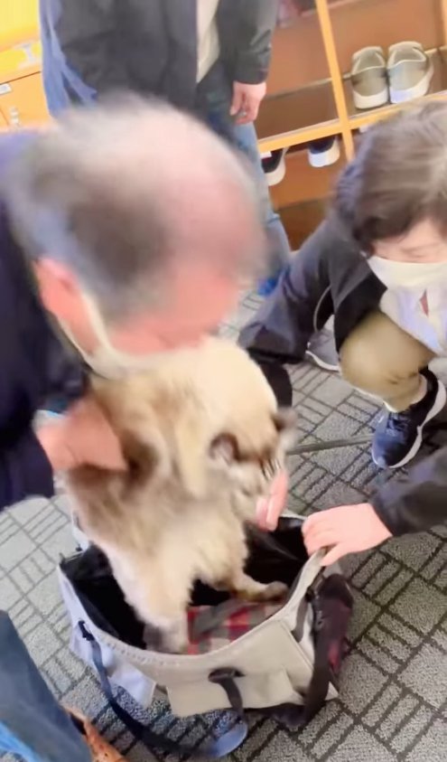 キャリーバッグの中から抱き上げられている猫