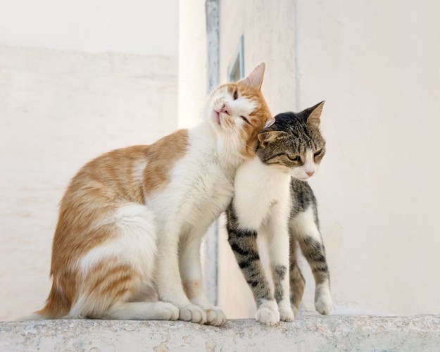 頭をすり付け合う二匹の猫