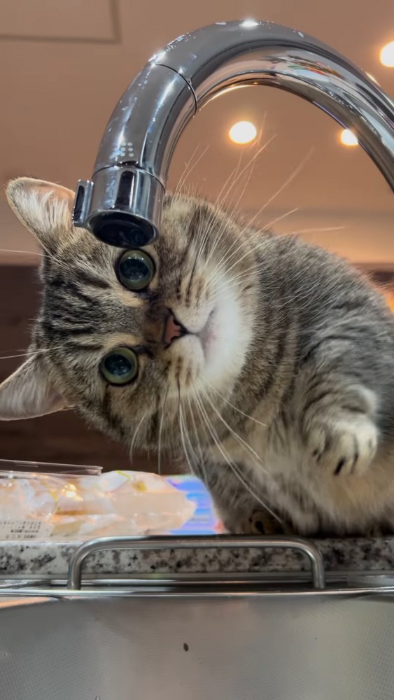 前足をあげる猫