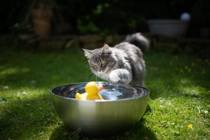 水に浮くおもちゃを触ろうとする猫