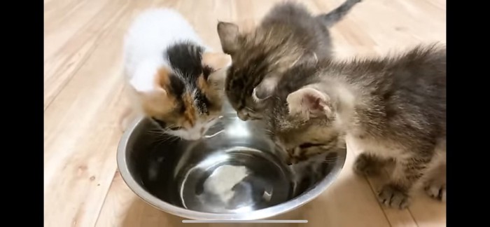 水を飲む子猫